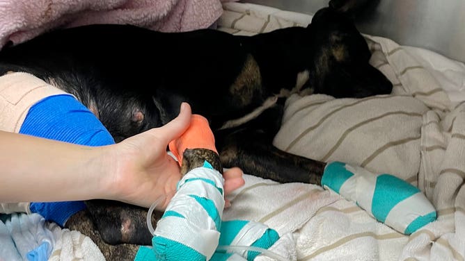 Animals injured from wildfires in Hawaii.