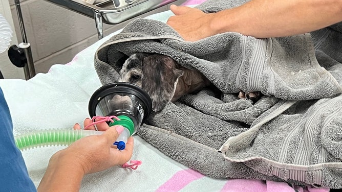 Animals injured from wildfires in Hawaii.