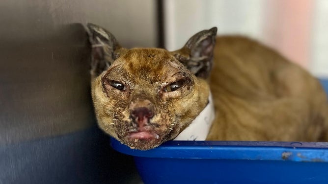 Animals injured from wildfires in Hawaii.