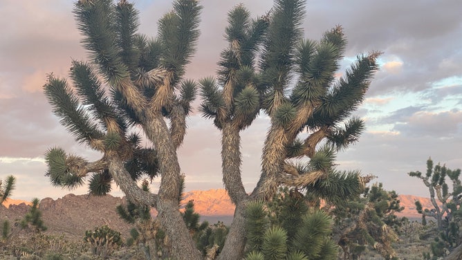 Photo of a Joshua Tree in Mojave National Preserve.