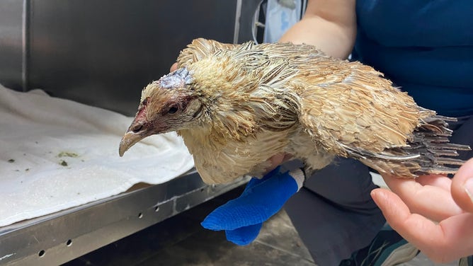 Animals injured from wildfires in Hawaii.