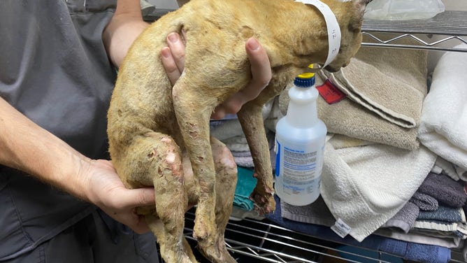 Animals injured from wildfires in Hawaii.