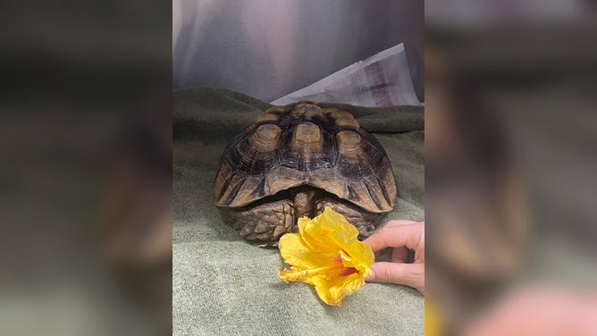 Animals injured from wildfires in Hawaii.