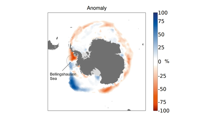 Blue areas in the map show positive sea ice anomaly, red shows negative. Although most of the continent has witnessed negative sea ice extent, the Bellingshausen Sea area has been particularly badly affected with up to 100% loss of ice in the region. (Data: ERA5. Reference period: 1991–2020. Credit: C3S/ECMWF).