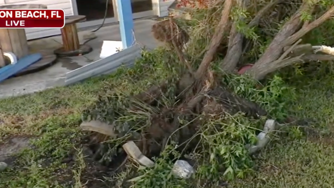 A tree uprooted by Hurricane Idalia storm surge in Keaton Beach, Florida.