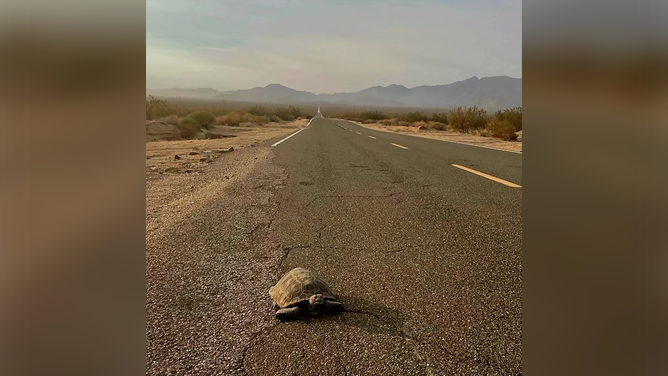 A desert tortoise is seen crossing a road inside the Mojave National Preserve.