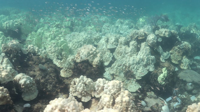 Completely bleached coral at the Cheeca Rocks