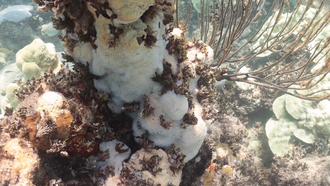 Completely bleached coral at the Cheeca Rocks