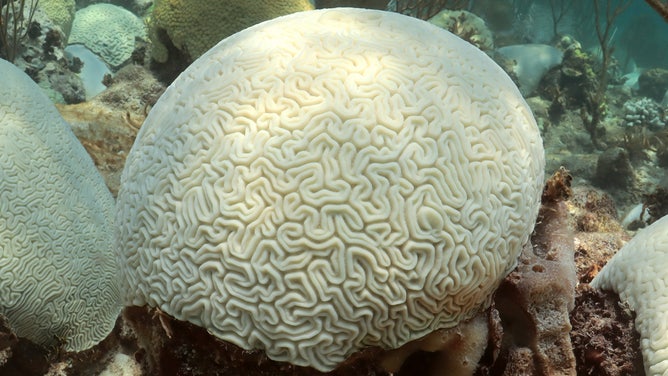 Completely bleached coral at the Cheeca Rocks