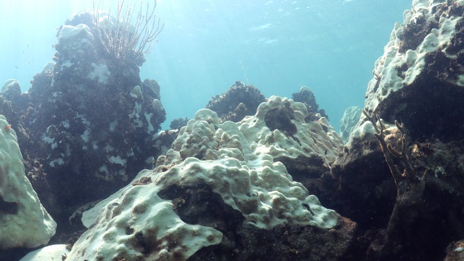 Completely bleached coral at the Cheeca Rocks