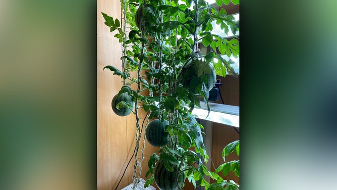 Scientists of the 68th Russian Antarctic Expedition of the Arctic and Antarctic Research Institute, together with colleagues from the Agrophysical Research Institute and the Institute of Biomedical Problems of the Russian Academy of Sciences, successfully completed the first experiment on growing watermelons at the Antarctic station Vostok - in the coldest place on Earth.