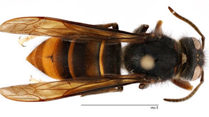 Yellow legged hornet