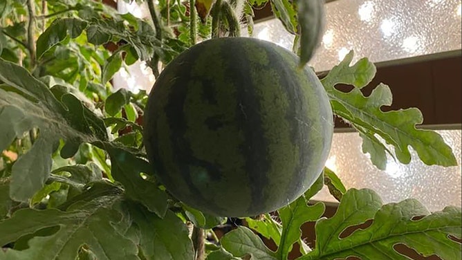 Antarctica gets ‘taste of summer’ as watermelons bloom in coldest place ...