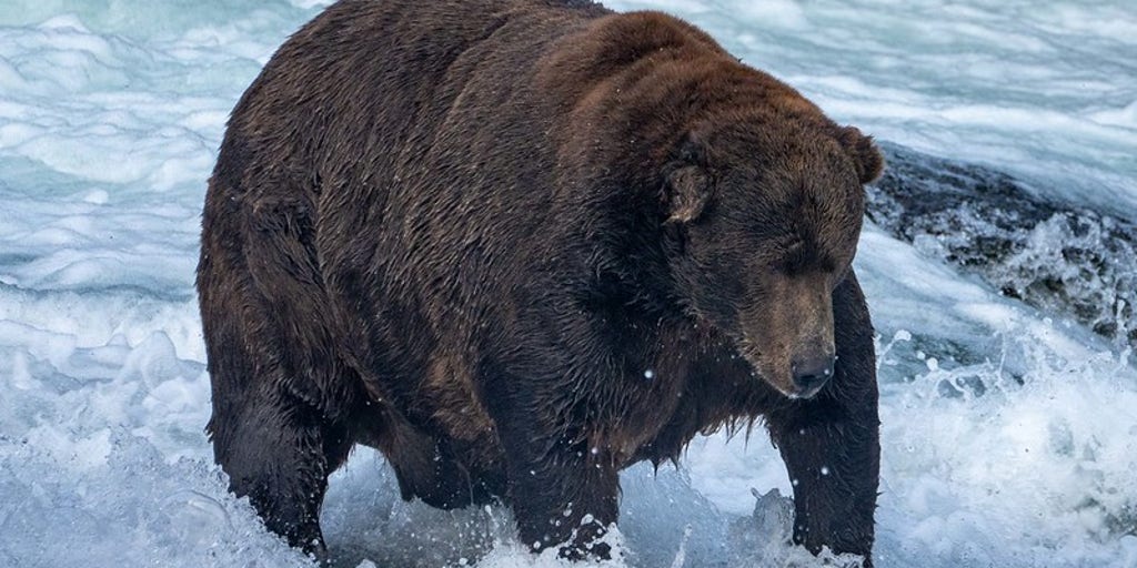 Fat Bear Week begins as world celebrates champion of chonk in Alaska