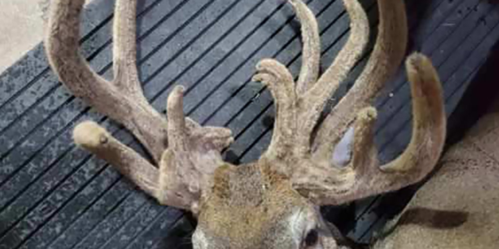 Potential world record deer antlers could be worth $100,000
