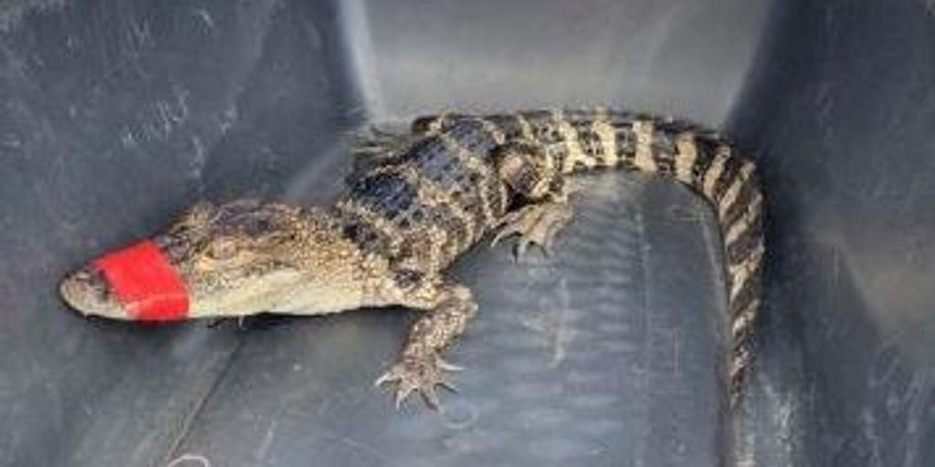 Florida woman borrowed alligator from previous job for birthday photo shoot officials say