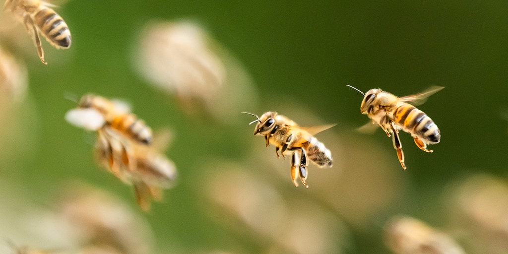 Swarm of bees kill Kentucky man moving potting soil bag from porch coroner says Swarm of bees kill Kentucky man moving potting soil bag from porch coroner says