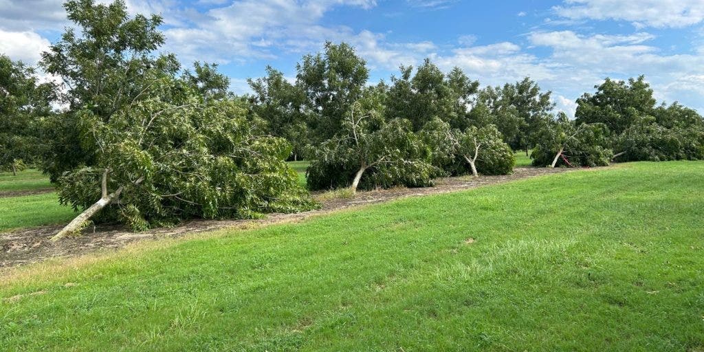 Idalia devastates pecan orchards, crop loss expected heading