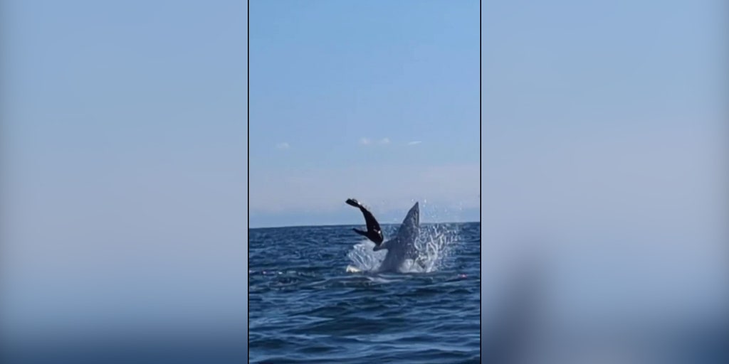 Watch: Fisherman films footage of shark hunting seal that nearly