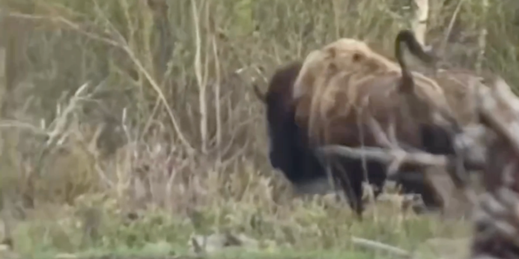 Protective mother bison chases off grizzly bear in Yellowstone