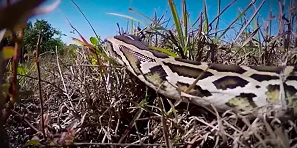 Python hunter: Animal populations now critical in Florida Everglades ...