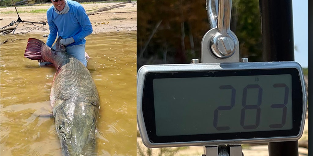 Full Scale: Potential World Record Lake Trout Caught in Colo - In-Fisherman