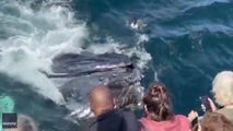 Watch: Boaters get incredible front-row seat to humpback whale feeding frenzy
