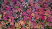 Drone video shows colorful fall foliage in Minnesota