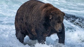 Fat Bear Week begins as world celebrates champion of chonk in Alaska