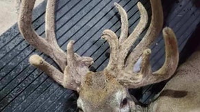18-point doe stuns Missouri bow hunter after he bags possible record-setting deer