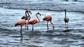 Rare flamingo sightings across US likely a result of impacts of Hurricane Idalia, experts say