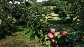 Apple orchards prepare for arrival of Hurricane Lee