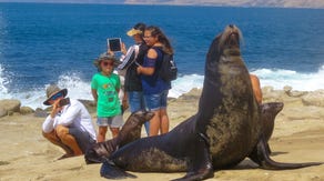 Popular Southern California beach indefinitely shut down to protect sea lions
