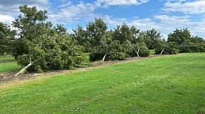 Idalia devastates Georgia pecan orchards, crop loss expected heading into fall
