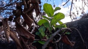 Lahaina's historic banyan tree scorched by Maui wildfires showing signs of new life