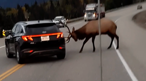 Watch: Bull elk rams vehicle in Canadian national park