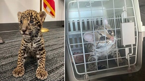 Undercover Texas jaguar cub sting results in country’s first charges under ‘Big Cat Act’