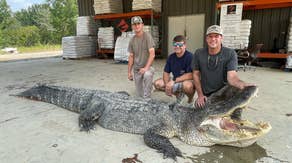 Hunters find largest alligator in Mississippi history lurking in river