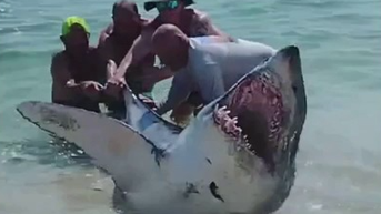 Wife films husband's dramatic chomping shark rescue: 'Babe, look at them freakin' teeth'
