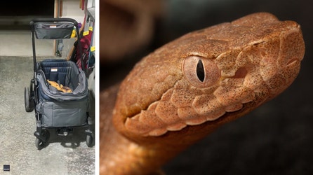 Watch: Tennessee couple rattled by venomous snake found nesting in baby's stroller