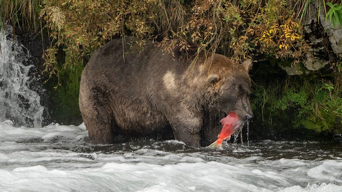 The Fat Bear Week 2021 Champion, Bear 480 a.k.a. "Otis", with a fish in its mouth on September 16, 2021.