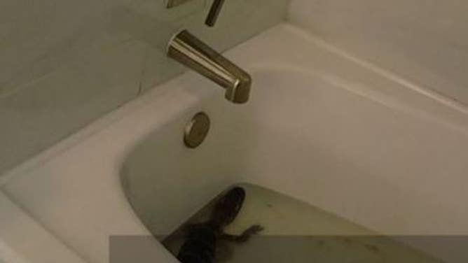 The alligator in a bathtub.