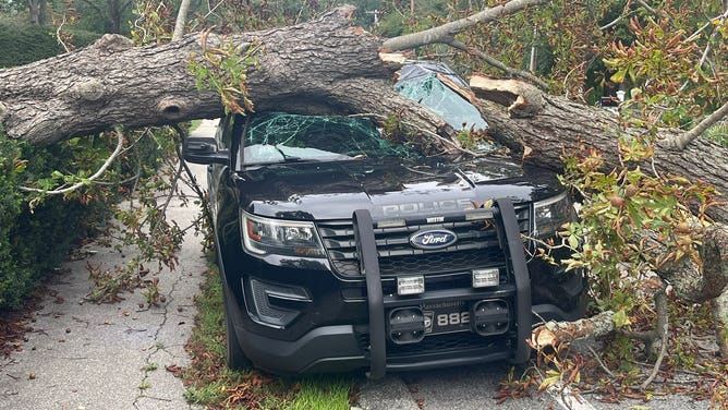 A tree is seen on a police cruiser in Cohasset, Massachusetts, on Saturday, September 16, 2023.