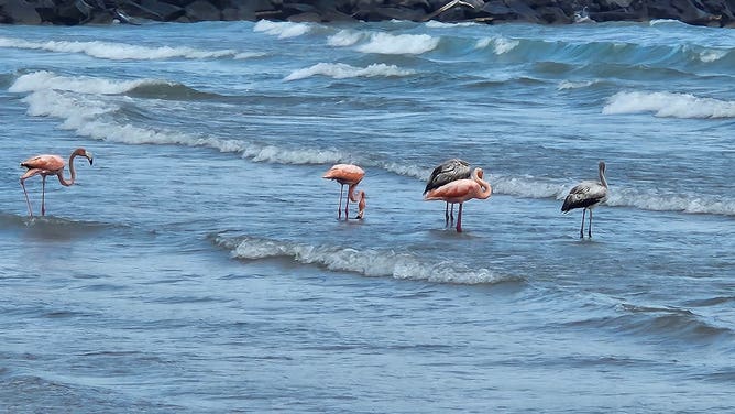 Flamingos in Wisconsin