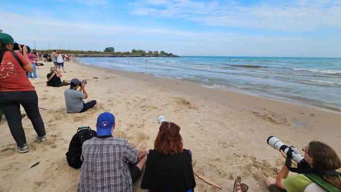 Beachgoers viewing the flamingos