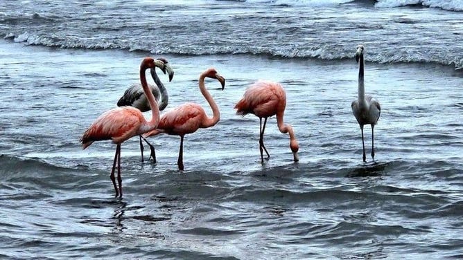 Rare flamingo sightings across US likely a result of impacts of Hurricane  Idalia, experts say | Fox Weather