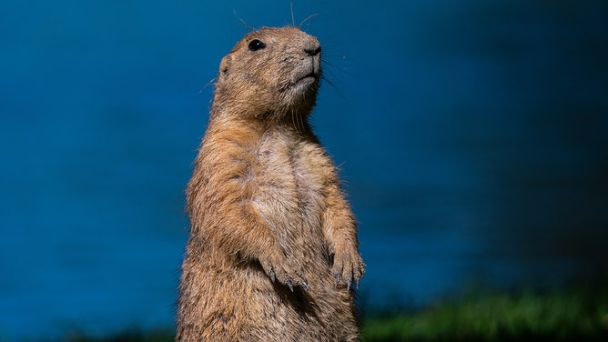 A black-tailed prairie dog (Cynomys ludovicianus) pictured in its enclosure.