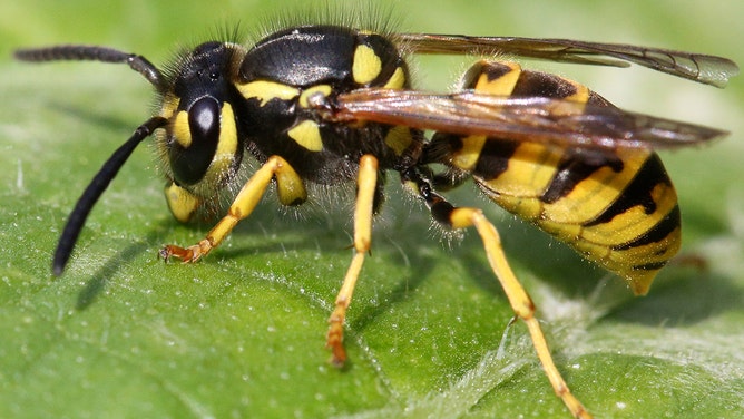 FILE -- Eastern Yellowjacket Wasp (Vespula maculifrons) in Toronto, Ontario, Canada, on August 21, 2022.