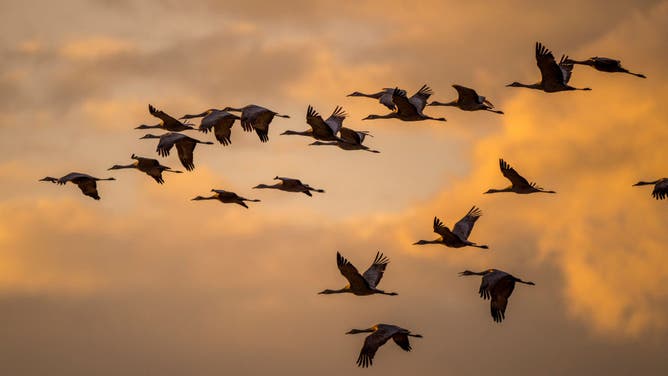 Sandhill cranes