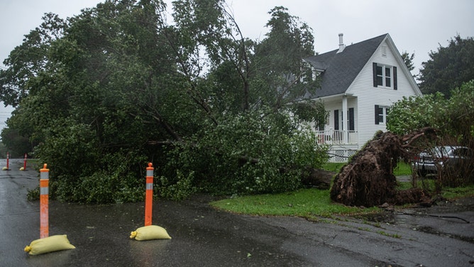 An uprooted tree tangled in a power line during post-tropical cyclone Lee in St. Andrews, New Brunswick, Canada, on Saturday, Sept. 16, 2023.